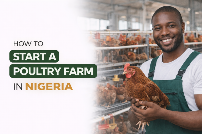 How to Start a Poultry Farm in Nigeria: Step-by-Step Guide