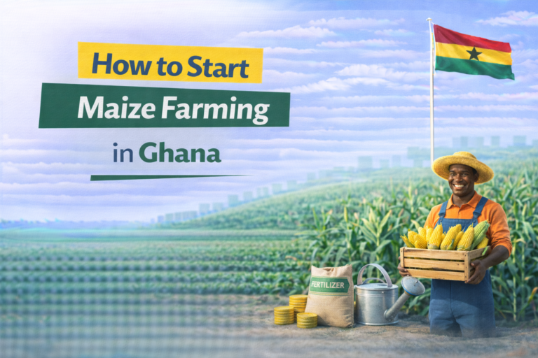 How to Start Maize Farming in Ghana