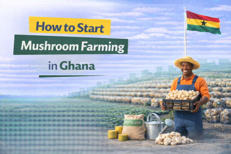 How to Start Mushroom Farming in Ghana