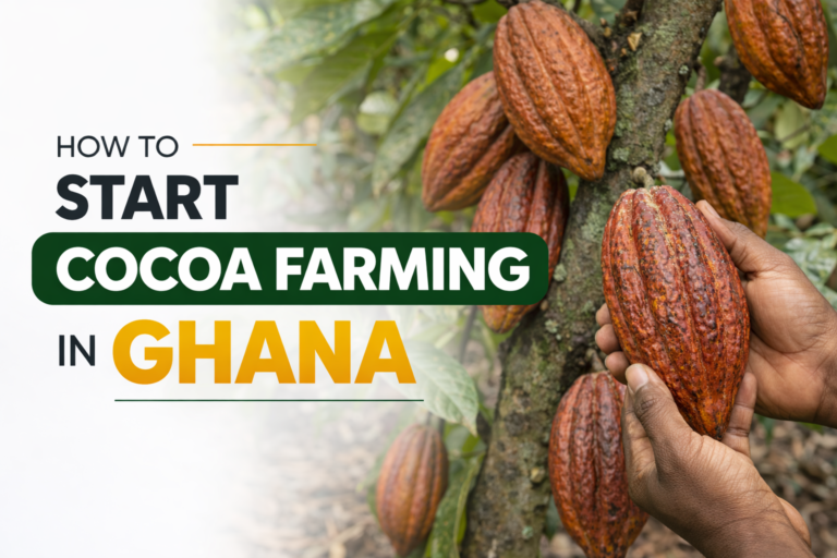 How to Start Cocoa Farming in Ghana