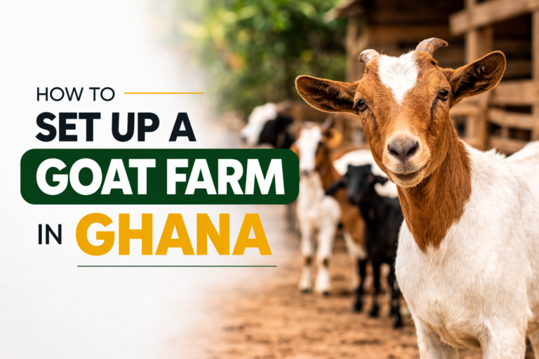 How to Set Up a Goat Farm in Ghana