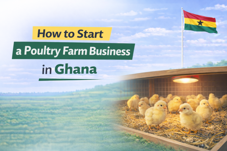 How to Start a Poultry Farm Business in Ghana