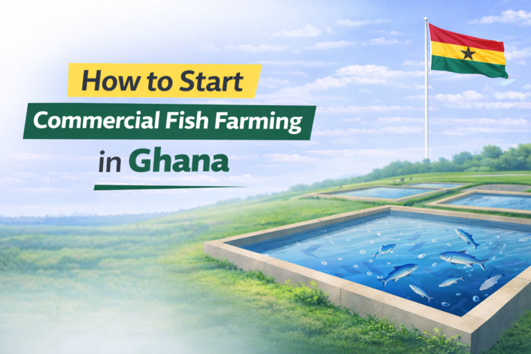 How to Start Commercial Fish Farming in Ghana