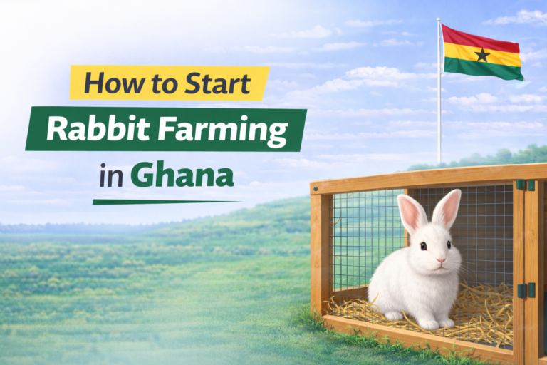How to Start Rabbit Farming in Ghana