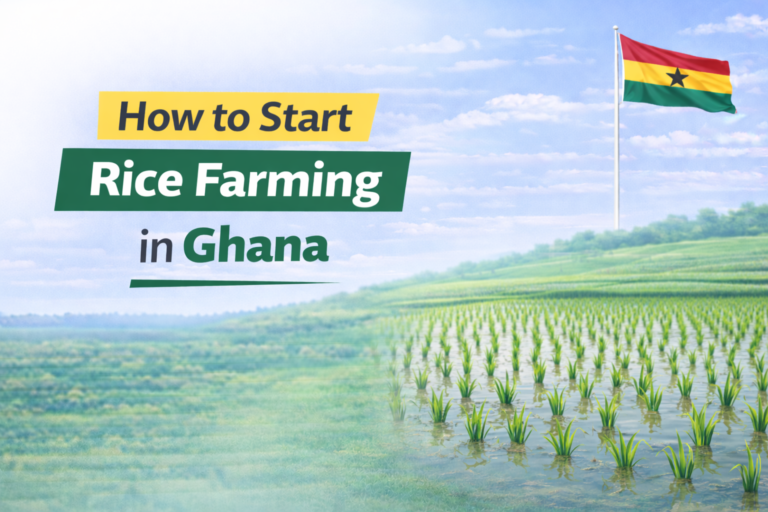 How to Start Rice Farming in Ghana