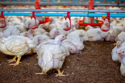 How to Start a Poultry Farm Business in Ghana