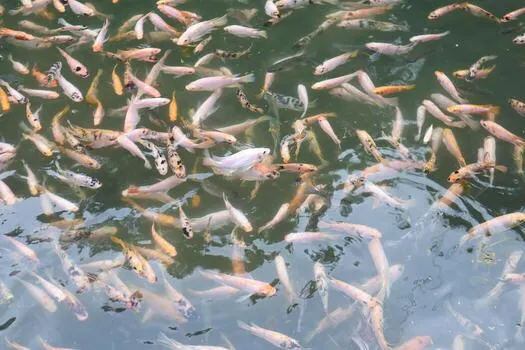 How to Start Commercial Fish Farming in Ghana