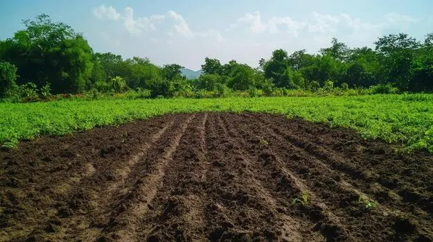 How to Start a Farming Business in Ghana