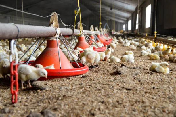 Farming Business in Ghana