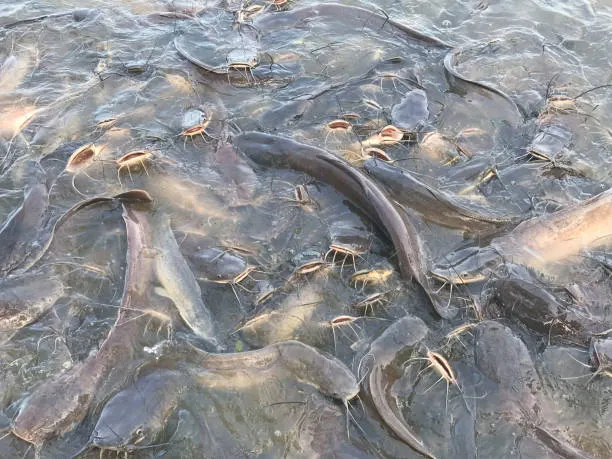 How to Start Fish Farming in Ghana