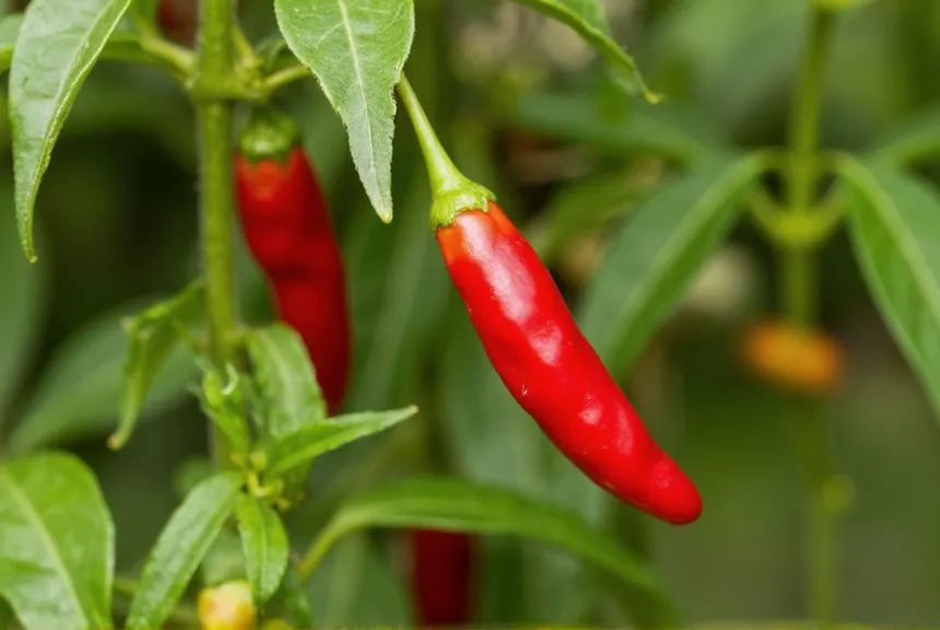 Pepper Farming in Ghana