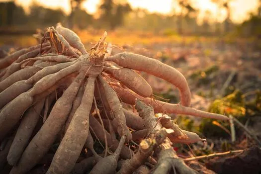 Cassava Farming in Ghana