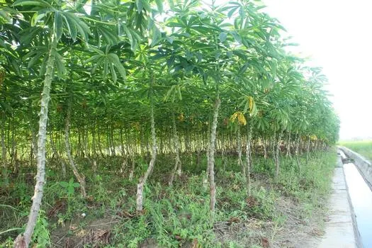 Cassava Farming in Ghana