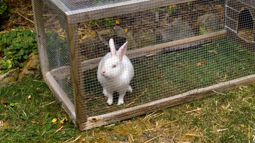 How to Start Rabbit Farming in Ghana
