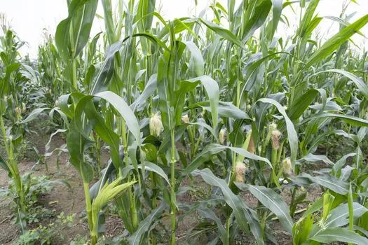 How to Start Maize Farming in Ghana