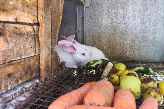 How to Start Rabbit Farming in Ghana