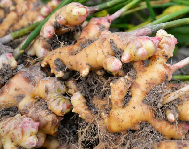 How to Start Ginger Farming in Ghana