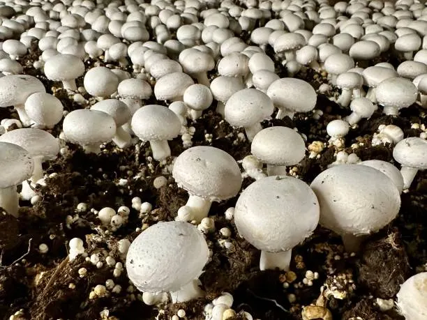 How to Start Mushroom Farming in Ghana