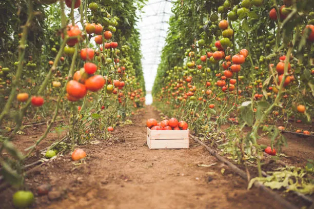 What is the Cost of Starting a Tomato Farm in Ghana?
