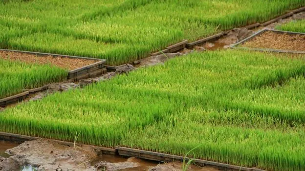 How to Start Rice Farming in Ghana