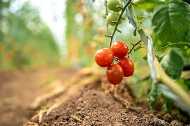 Tomato Farm in Ghana