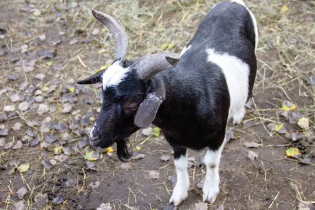 Local West African Dwarf Goat - Goat Farm in Ghana