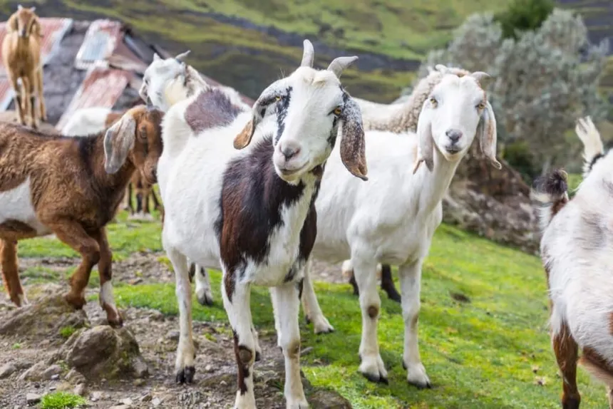 Sahel Goat - Goat Farm in Ghana