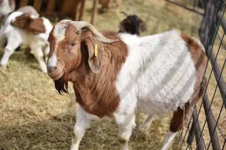 Boer Goat - Goat Farm in Ghana