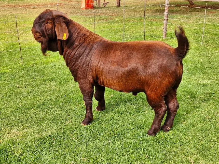Kalahari Red - Goat Farm in Ghana