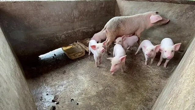 How to Start a Pig Farm in Ghana