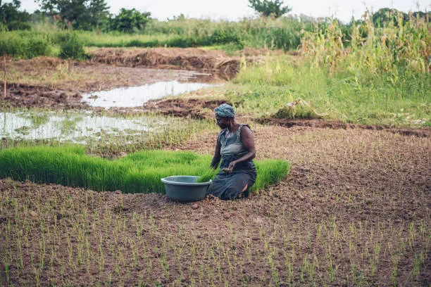 Rice Farming in Ghana