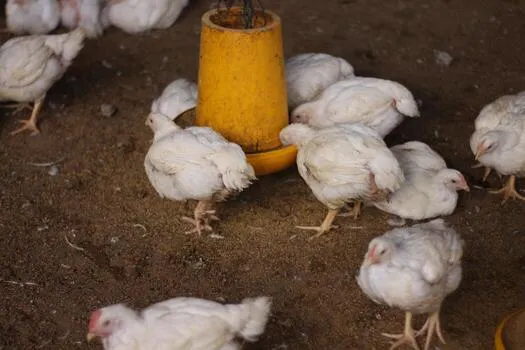 How to Start a Poultry Farm Business in Ghana
