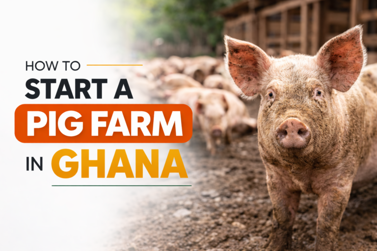 How to Start a Pig Farm in Ghana