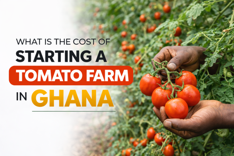 What is the Cost of Starting a Tomato Farm in Ghana?