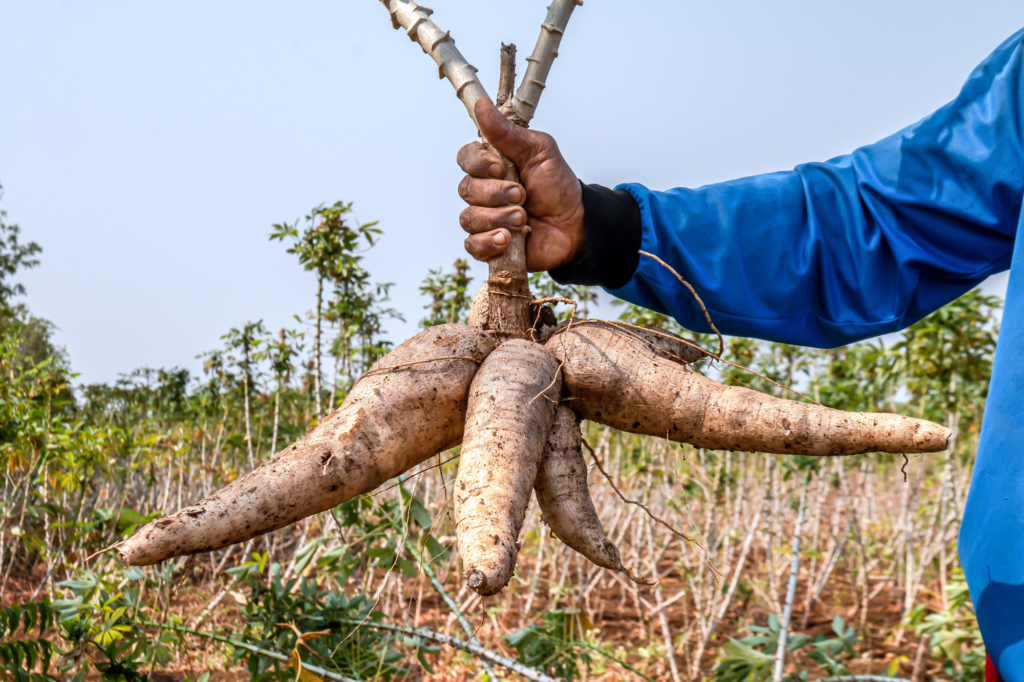 cassava farming
