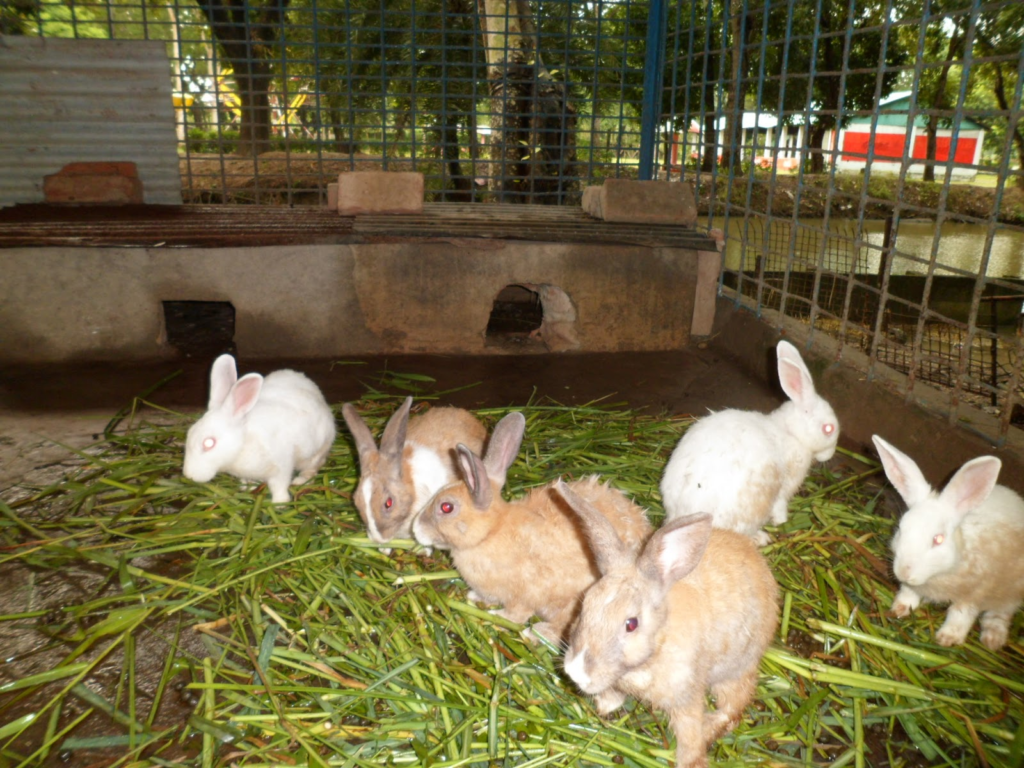 Rabbit Farming