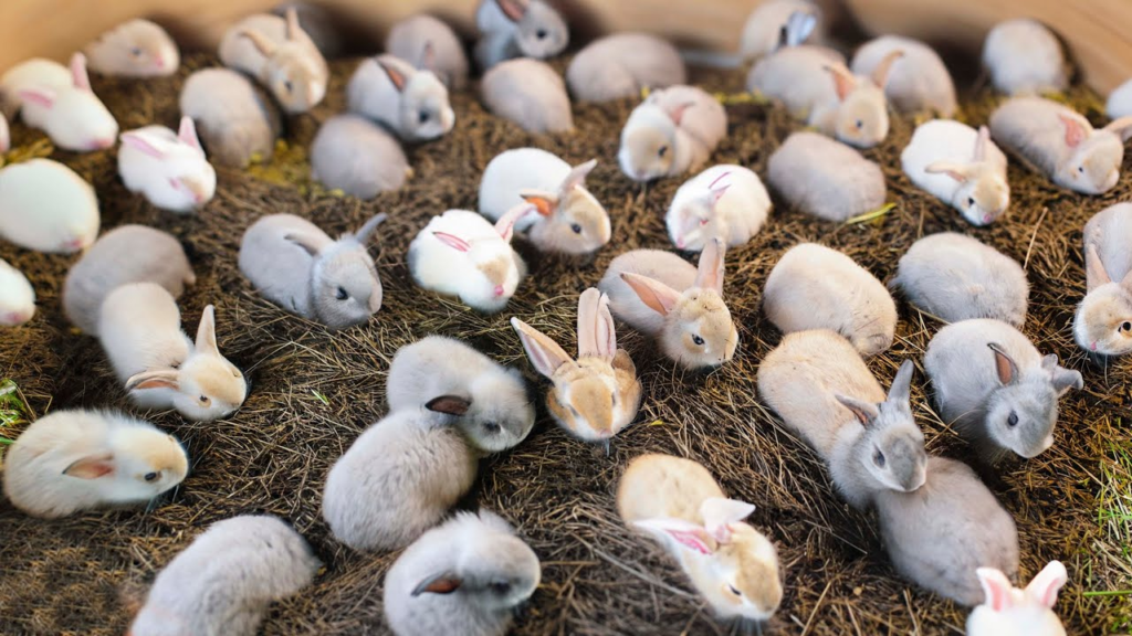 Rabbit farming