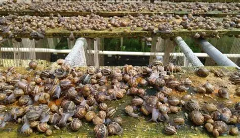 snail farming