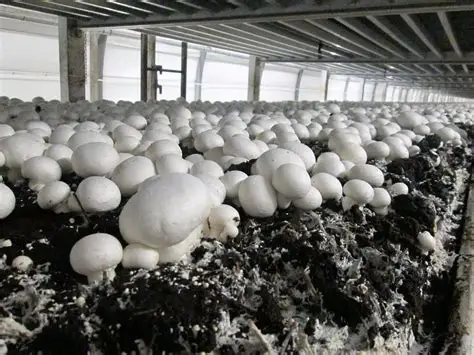Mushroom farming