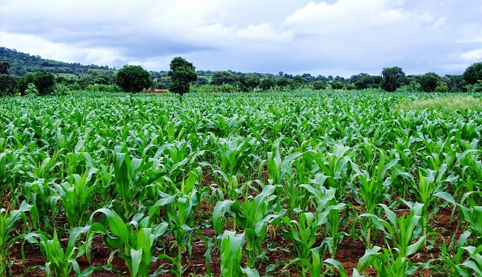 maize farming