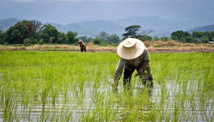 Rice Farming in Nigeria